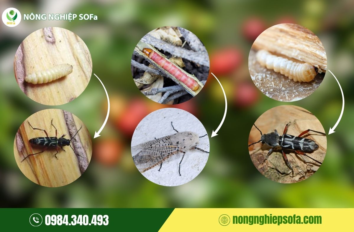 Sâu đục thân trên cây cà phê: Dấu hiệu, tác hại và cách phòng trừ 1 sâu đục thân trên cây cà phê