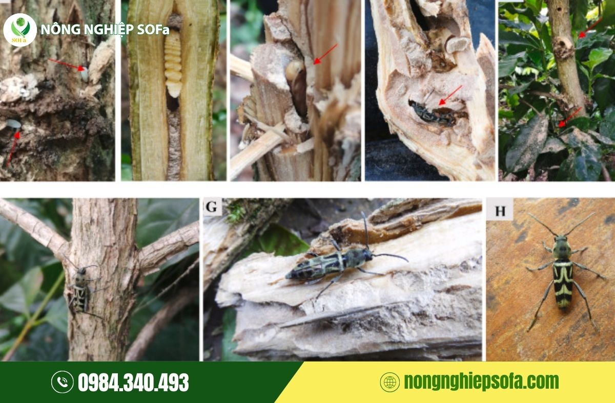 Sâu đục thân trên cây cà phê: Dấu hiệu, tác hại và cách phòng trừ 2 sâu đục thân trên cây cà phê