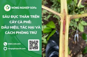 sâu đục thân trên cây cà phê