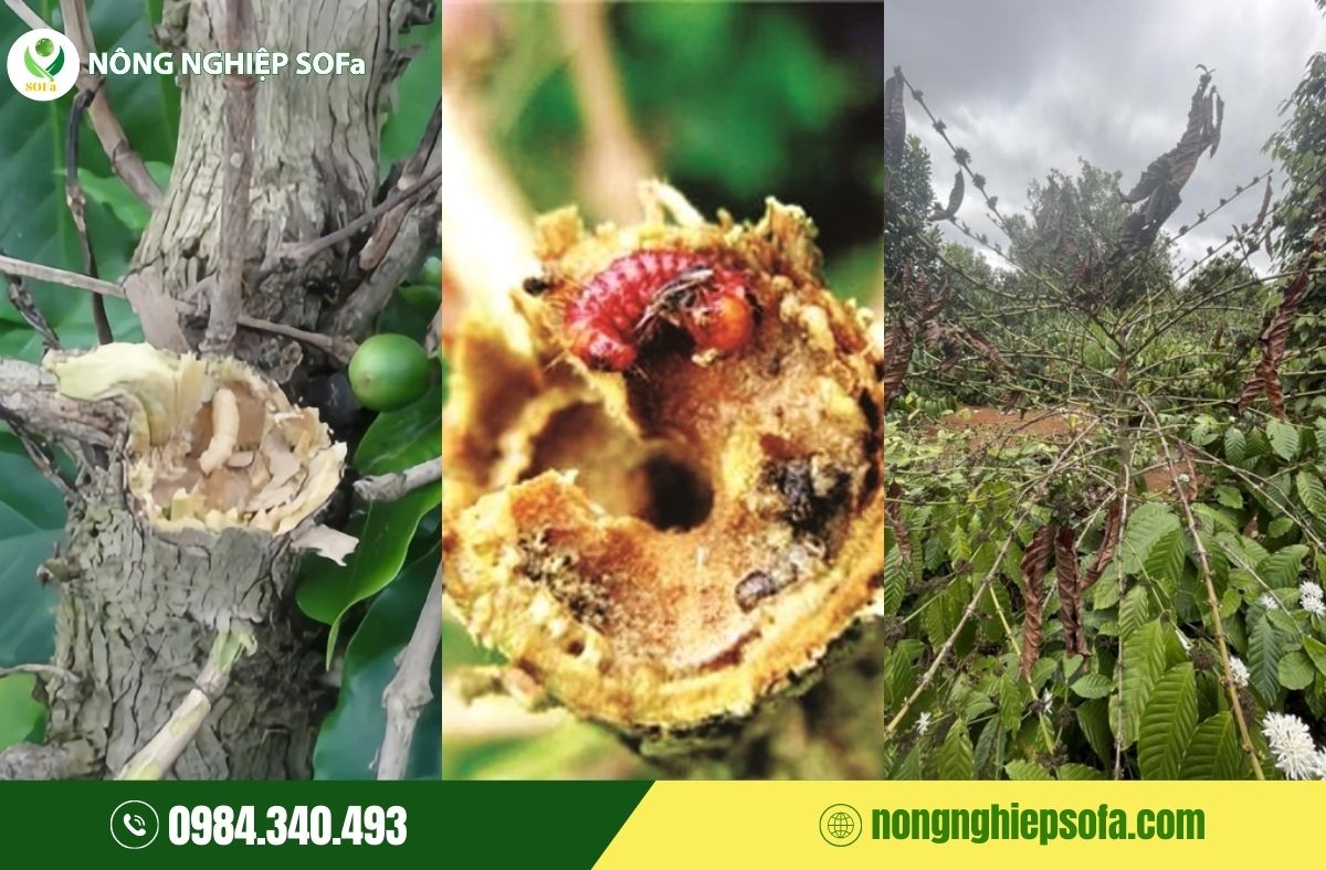 Sâu đục thân trên cây cà phê: Dấu hiệu, tác hại và cách phòng trừ 3 sâu đục thân trên cây cà phê