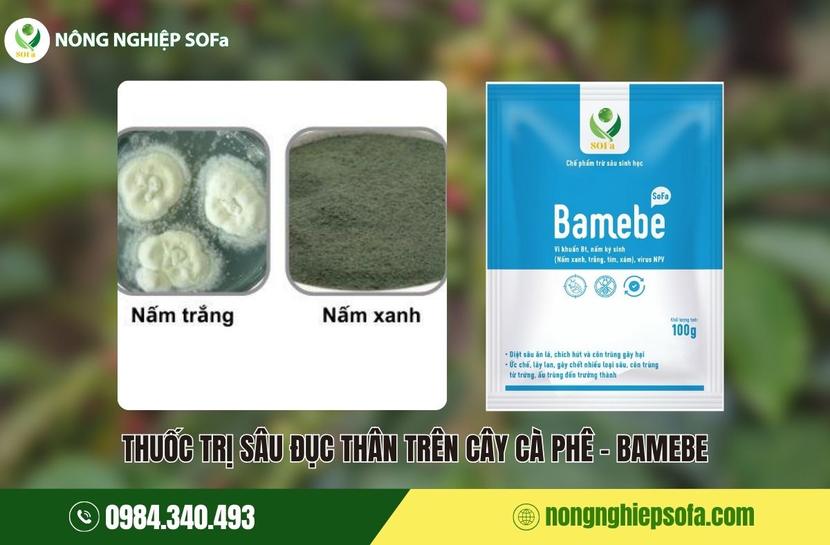 Sâu đục thân trên cây cà phê: Dấu hiệu, tác hại và cách phòng trừ 4 sâu đục thân trên cây cà phê