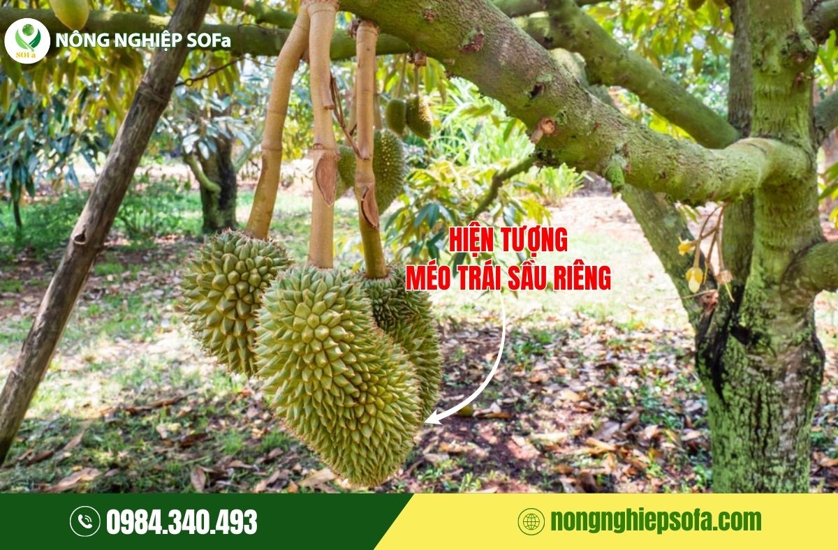 Sầu riêng bị méo trái, nguyên nhân và cách phòng ngừa hiệu quả 1 sầu riêng bị méo trái