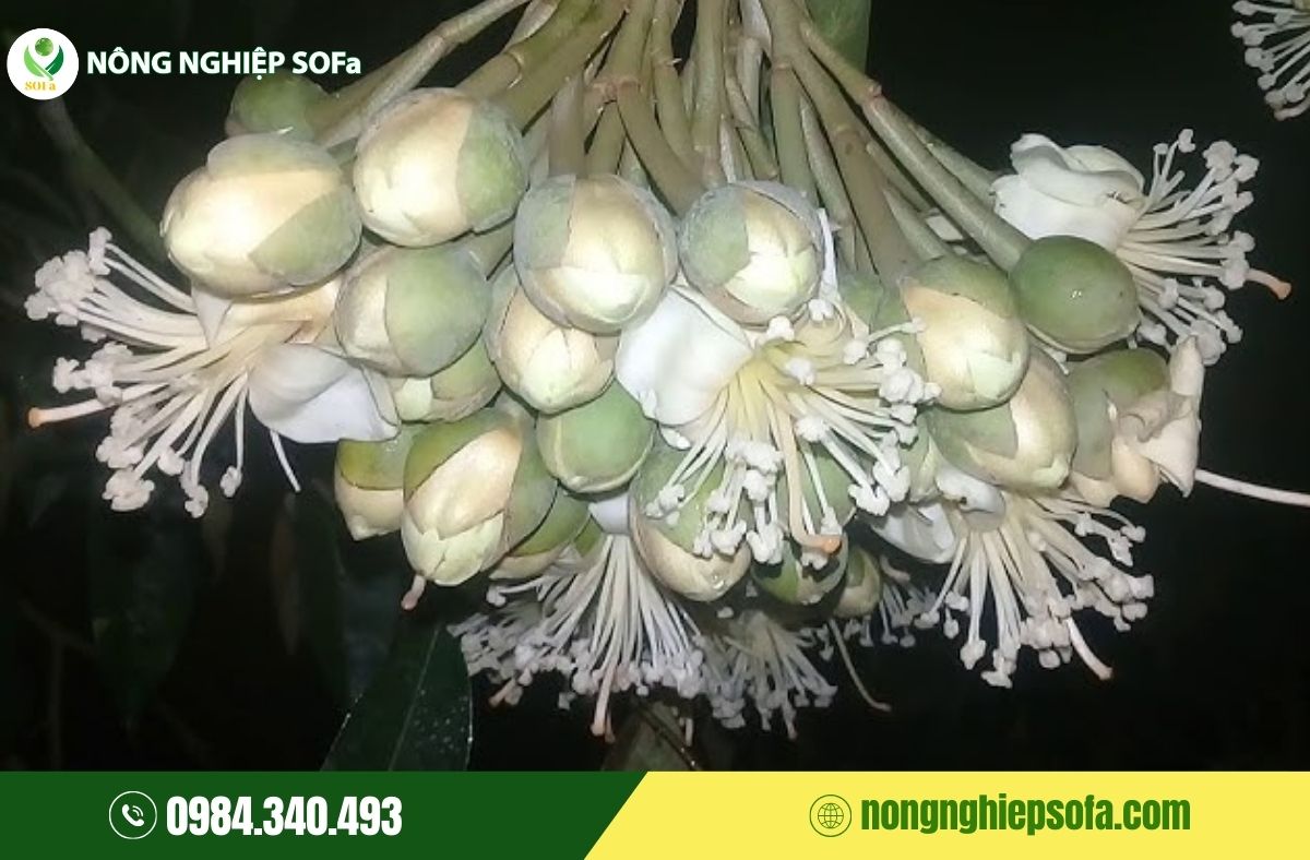 Sầu riêng bị méo trái, nguyên nhân và cách phòng ngừa hiệu quả 2 sầu riêng bị méo trái