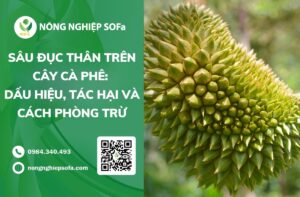 sầu riêng bị méo trái