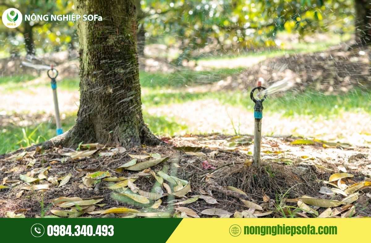 Sầu riêng bị méo trái, nguyên nhân và cách phòng ngừa hiệu quả 3 sầu riêng bị méo trái