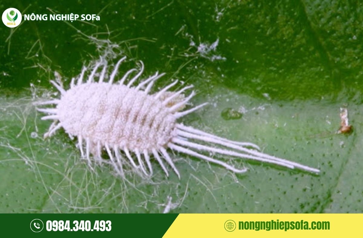 Sầu riêng bị méo trái, nguyên nhân và cách phòng ngừa hiệu quả 4 sầu riêng bị méo trái