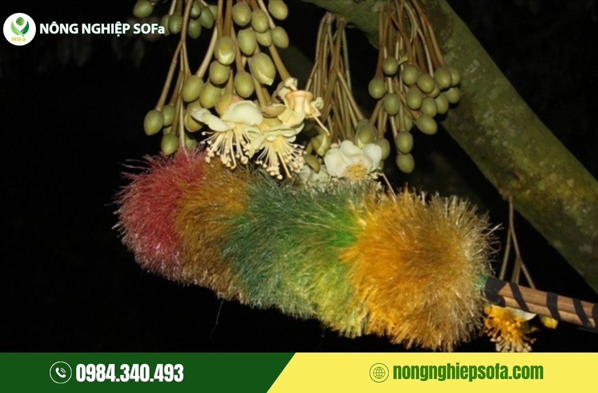 Sầu riêng bị méo trái, nguyên nhân và cách phòng ngừa hiệu quả 5 sầu riêng bị méo trái