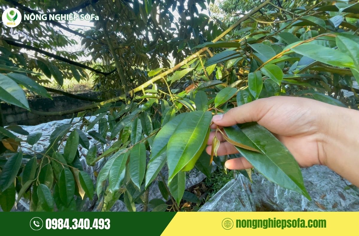 Sầu riêng bị méo trái, nguyên nhân và cách phòng ngừa hiệu quả 6 sầu riêng bị méo trái