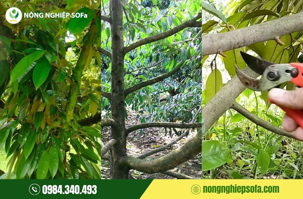 tỉa cành sầu riêng