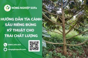 tỉa cành sầu riêng