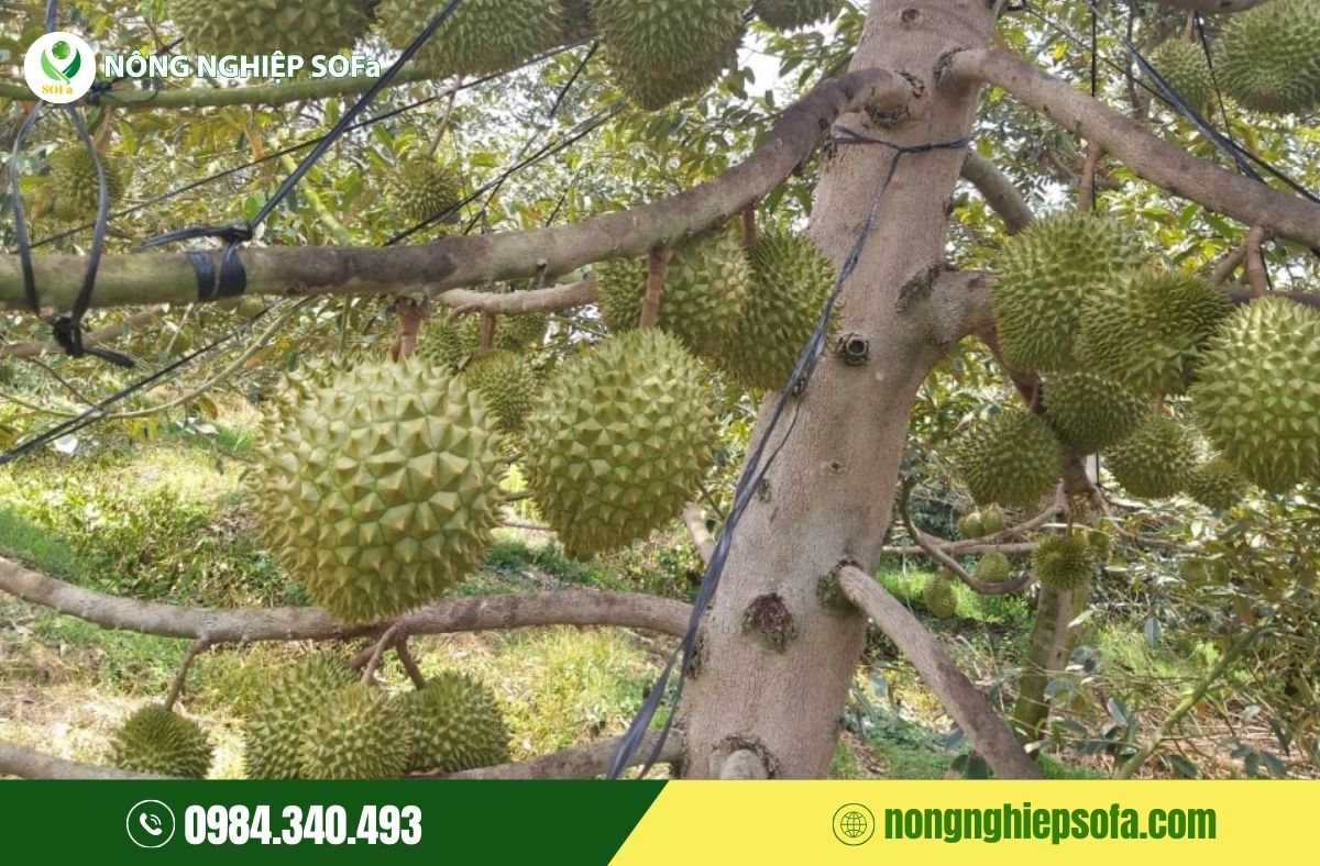 tỉa cành sầu riêng