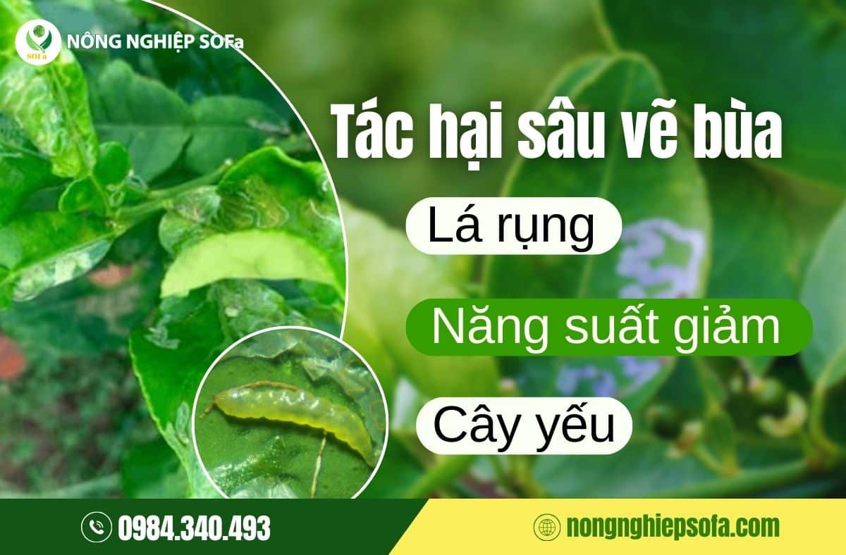 sâu vẽ bùa hại cây
