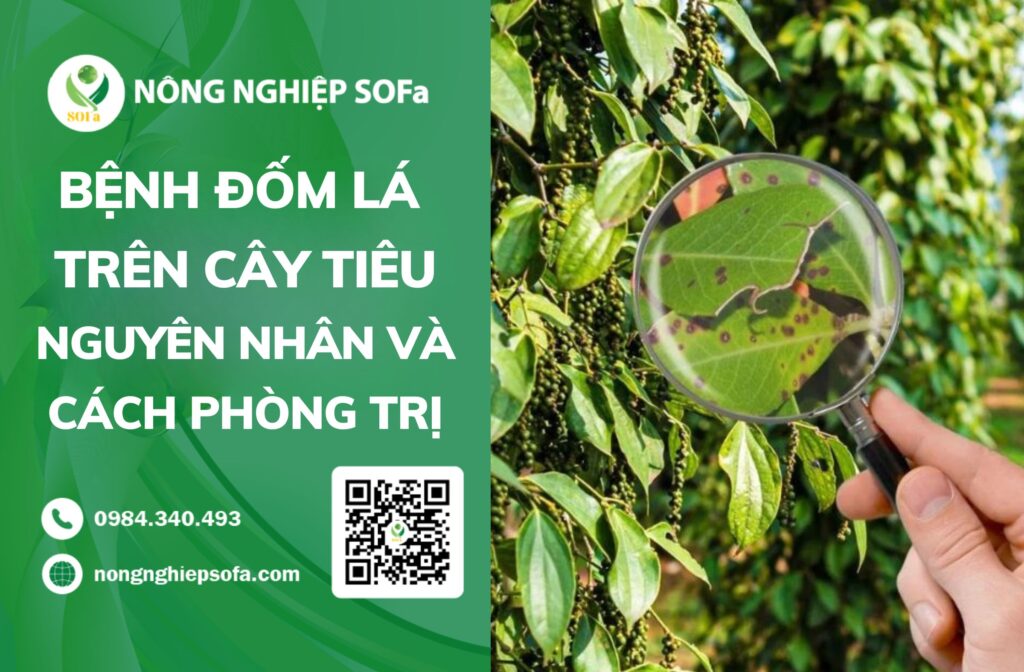 Bệnh đốm lá trên cây tiêu: Nguyên nhân và cách phòng trị - Công ty cổ ...