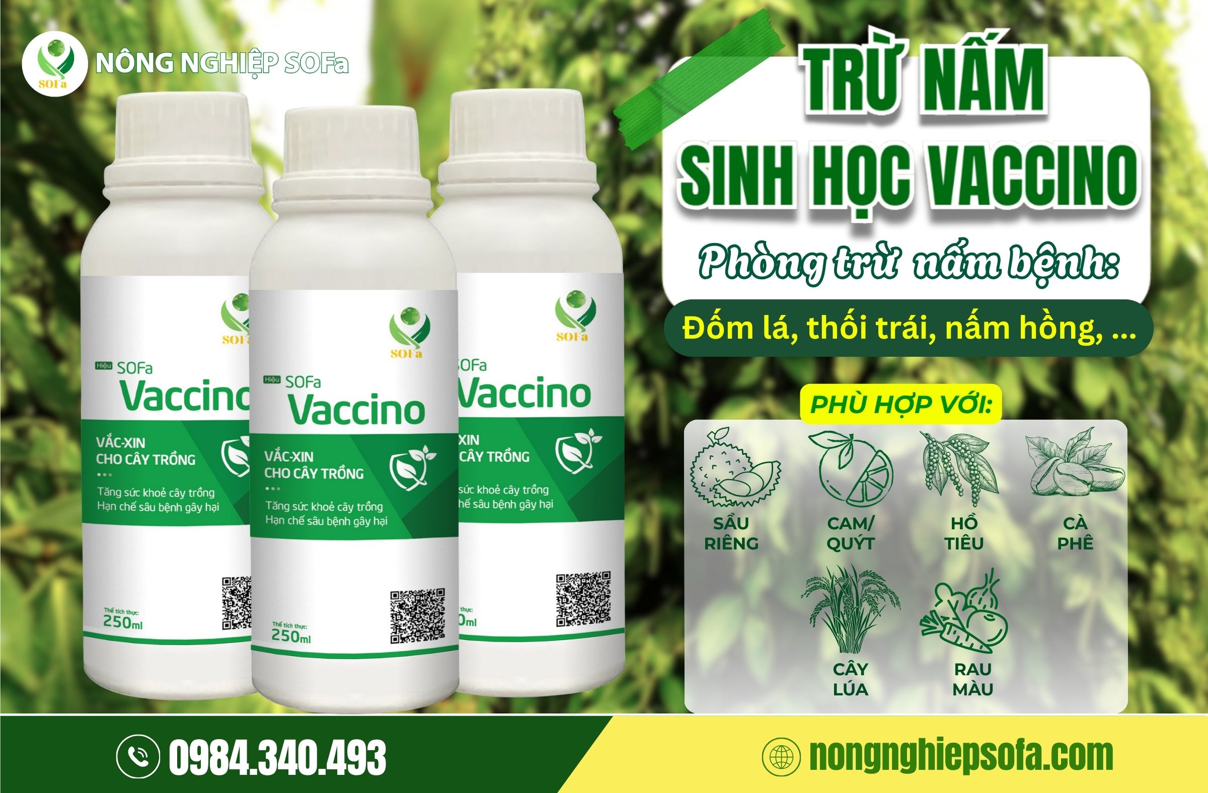 bệnh đốm lá trên cây tiêu