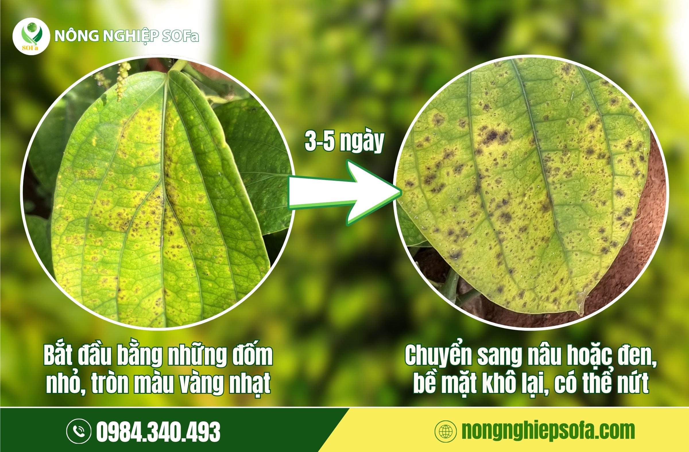 bệnh đốm lá trên cây tiêu