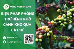 bệnh khô cành khô quả cà phê