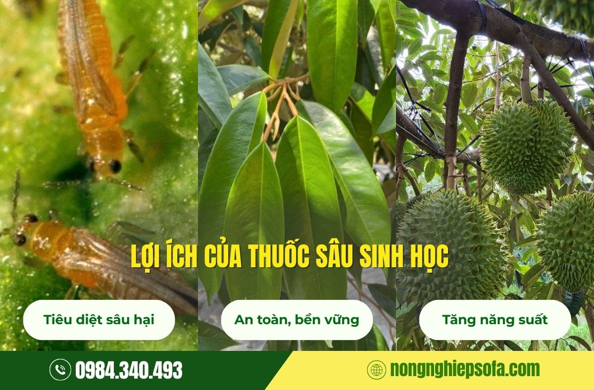 Các loại thuốc trừ sâu sinh học tốt nhất hiện nay 2 các loại thuốc trừ sâu sinh học