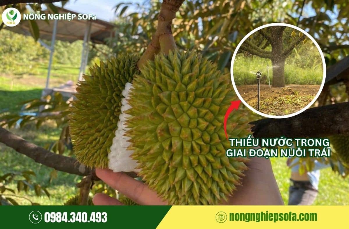 cách khắc phục sầu riêng bị đỏ gai