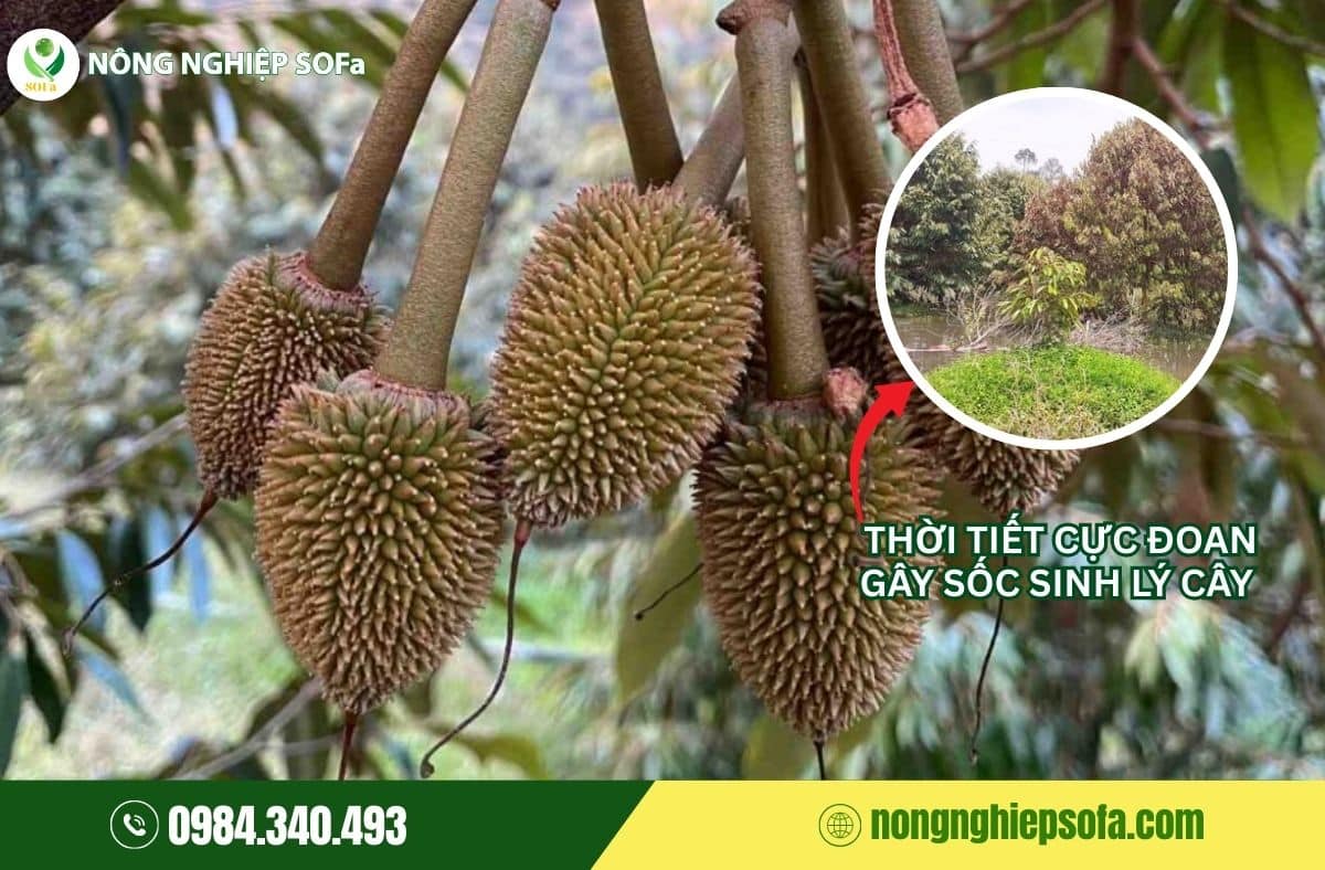 cách khắc phục sầu riêng bị đỏ gai