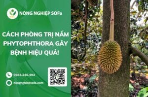 cách khắc phục sầu riêng bị đỏ gai