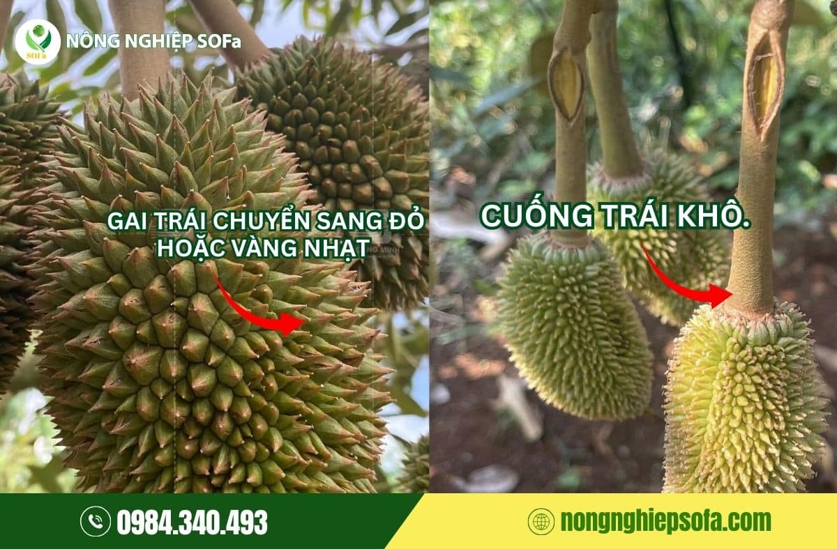 cách khắc phục sầu riêng bị đỏ gai