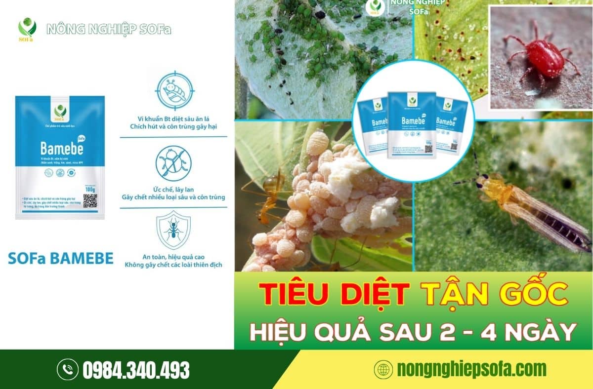 cách khắc phục sâu riêng bị đỏ gai