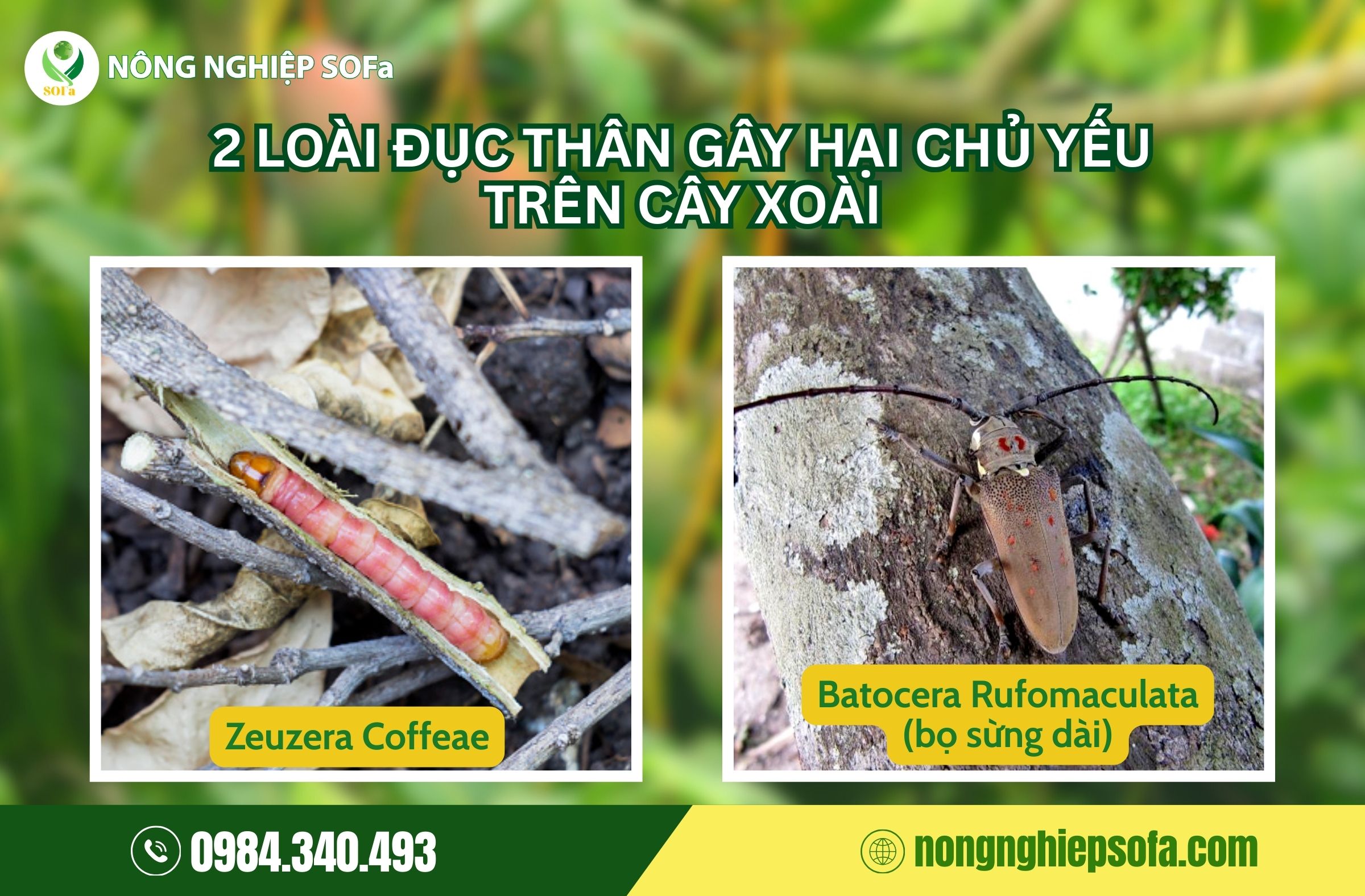Cách phòng trừ sâu đục thân trên cây xoài với Bamebe 1 cách phòng trừ sâu đục thân trên cây xoài