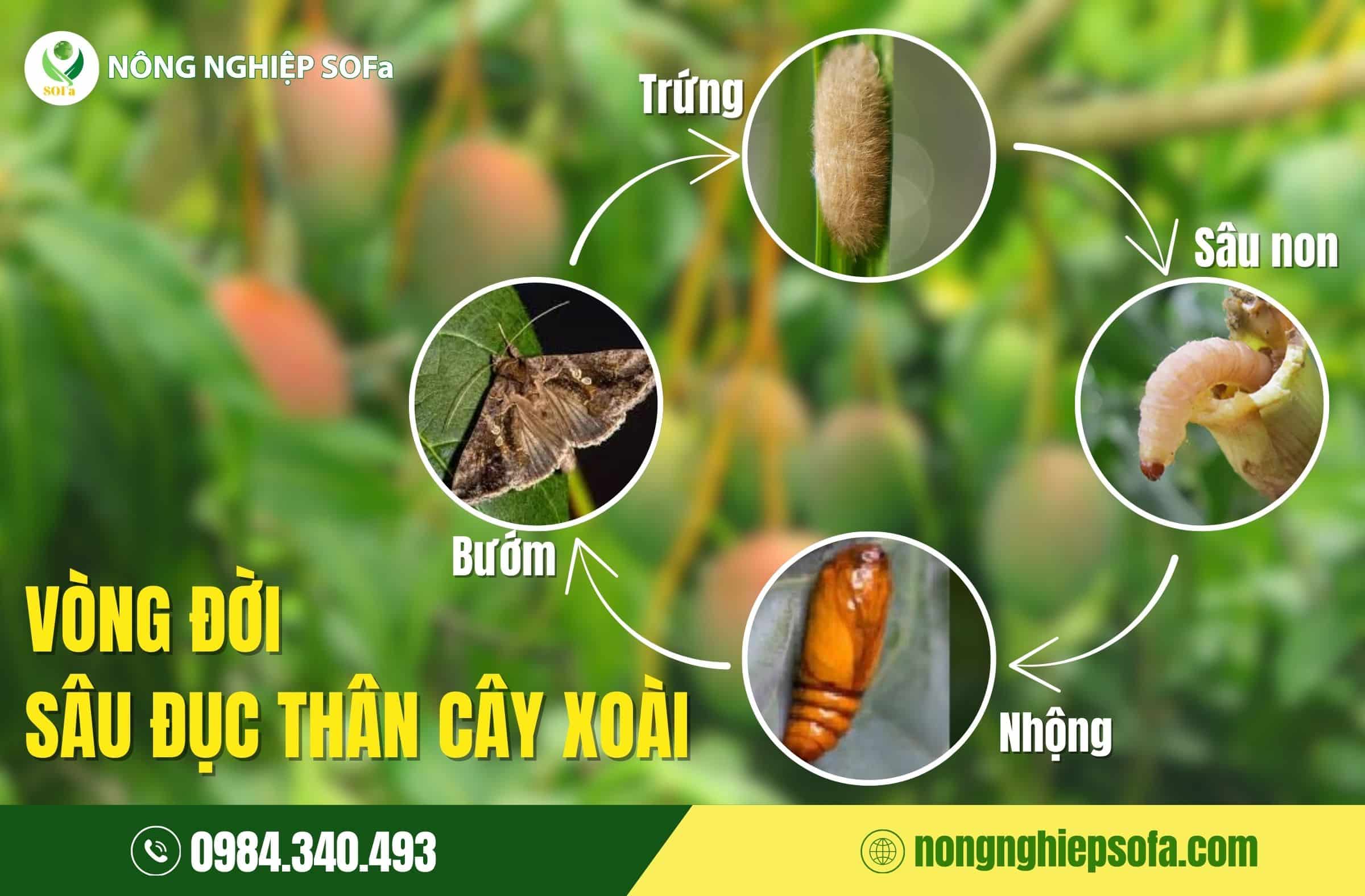 Cách phòng trừ sâu đục thân trên cây xoài với Bamebe 3 cách phòng trừ sâu đục thân trên cây xoài