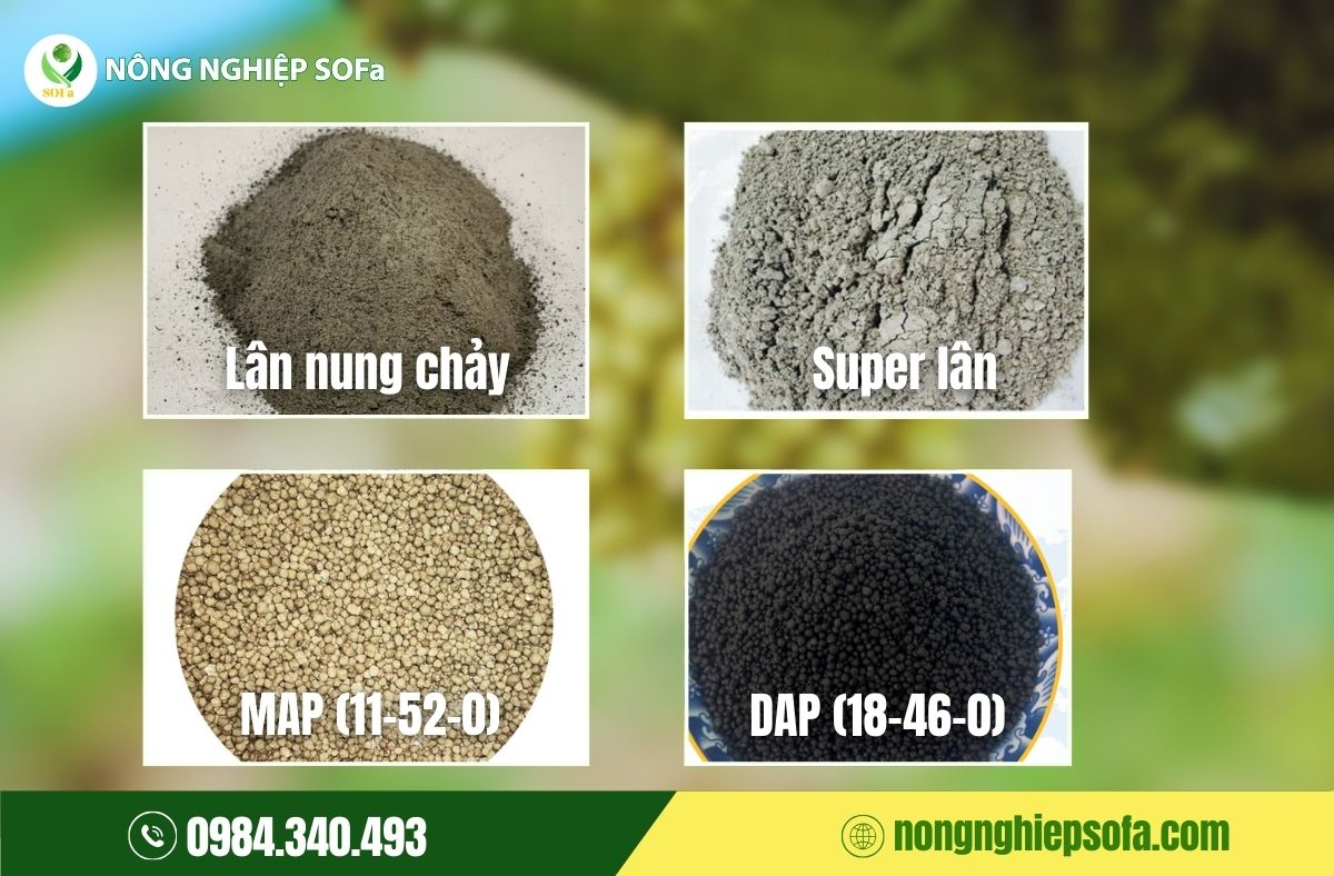 Cách tạo mầm hoa sầu riêng bằng phân lân hiệu quả cao 2 Cách tạo mầm hoa sầu riêng