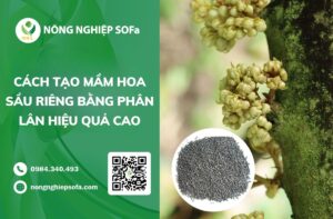 cách tạo mầm hoa sầu riêng
