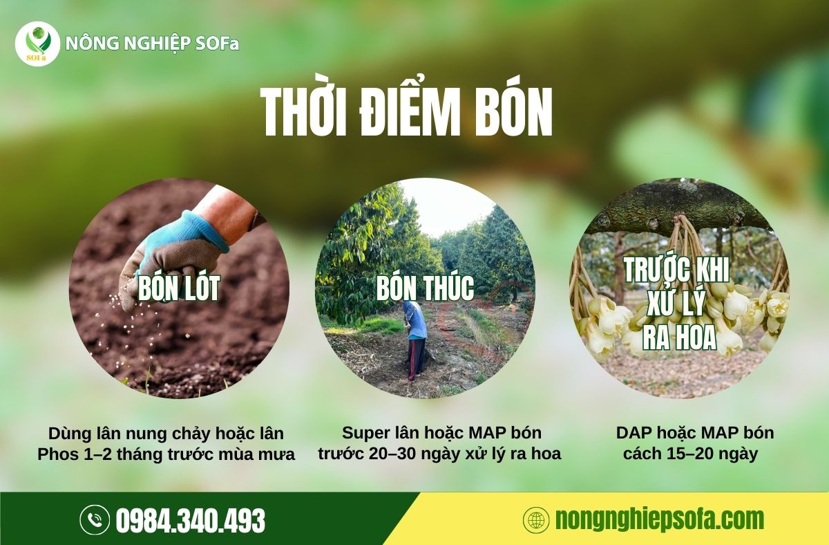 Cách tạo mầm hoa sầu riêng bằng phân lân hiệu quả cao 3 cách tạo mầm hoa sầu riêng