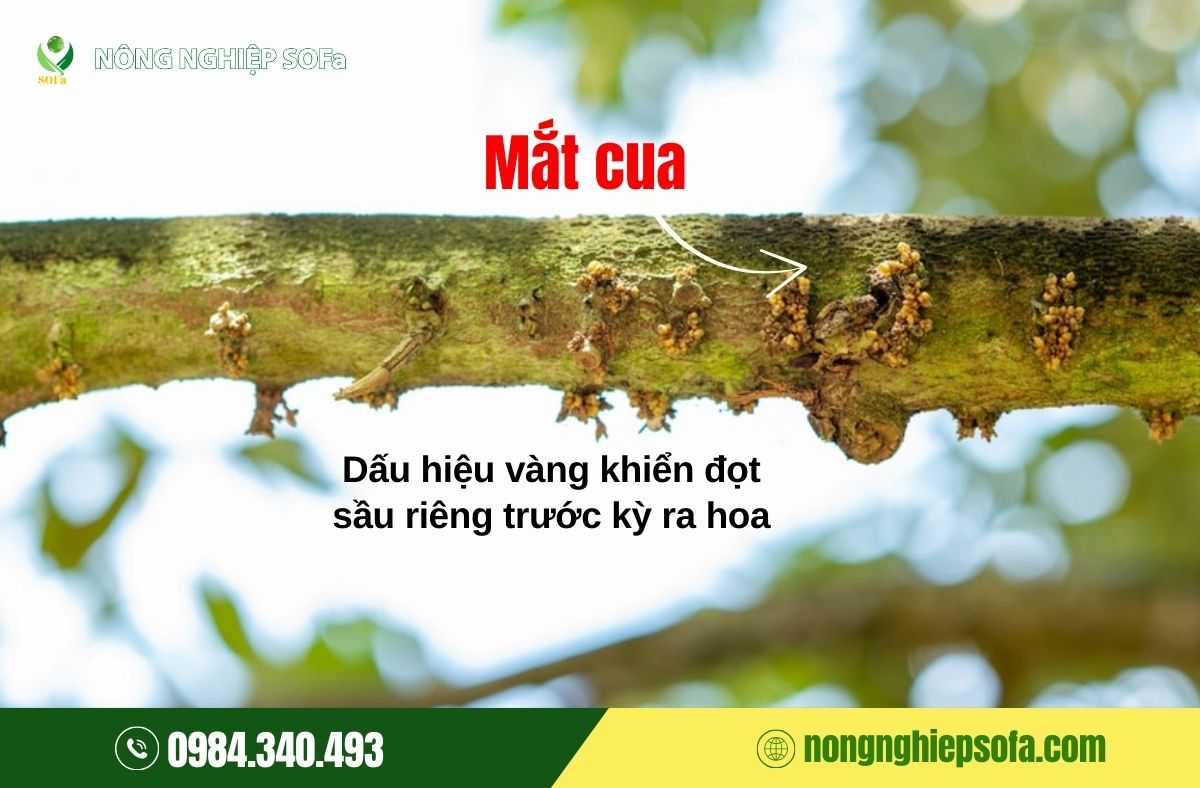 khiển đọt sầu riêng