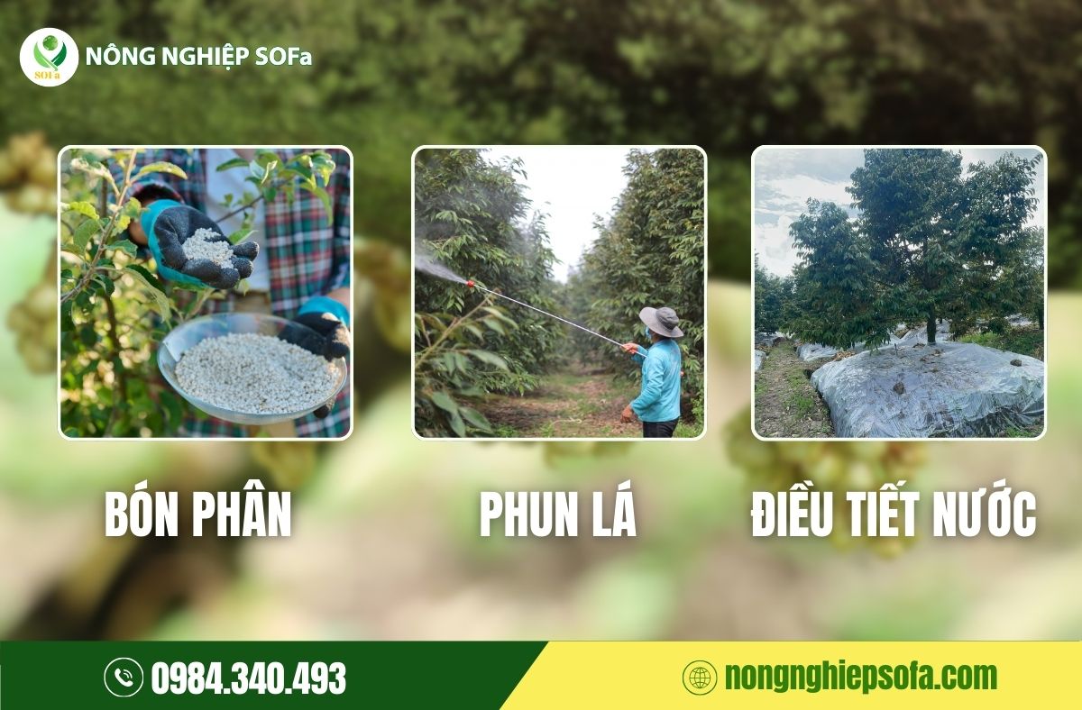 khiển đọt sầu riêng