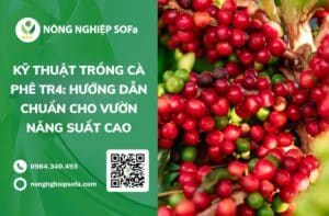 kỹ thuật trồng cà phê tr4