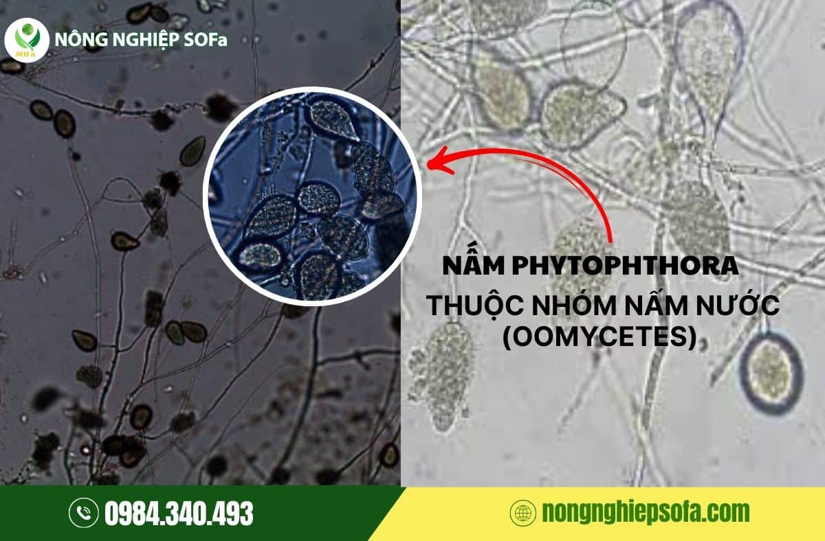 nấm phytophthora gây bệnh gì