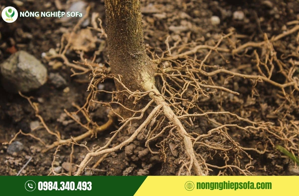 nấm phytophthora gây bệnh gì