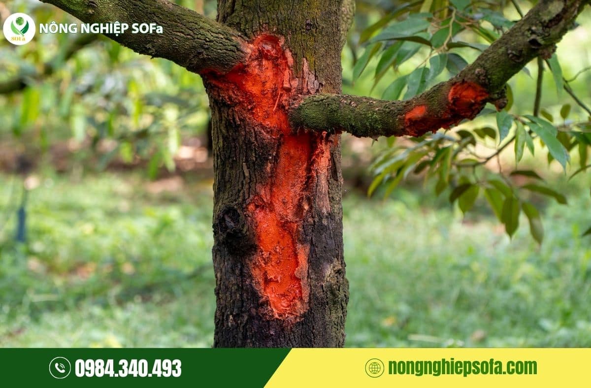 nấm phytophthora gây bệnh gì