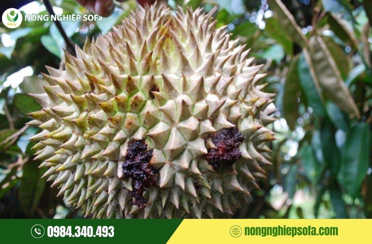 nấm phytophthora gây bệnh gì