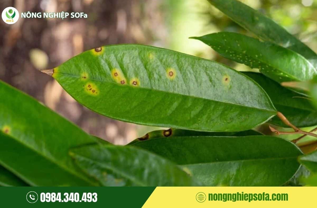 nấm phytophthora gây bệnh gì
