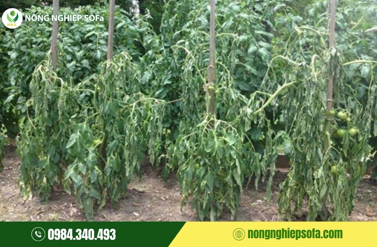 nấm phytophthora gây bệnh gì