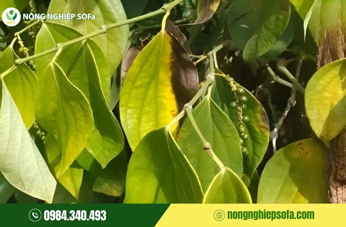 nấm phytophthora gây bệnh gì