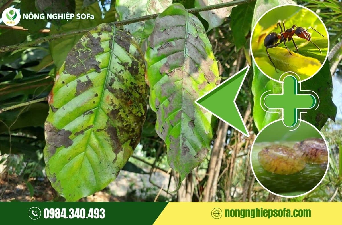 Rệp vảy hại cà phê