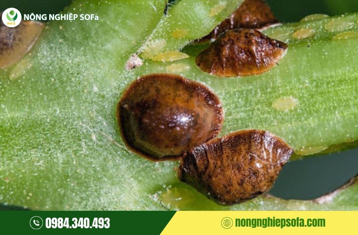 Rệp vảy hại cà phê