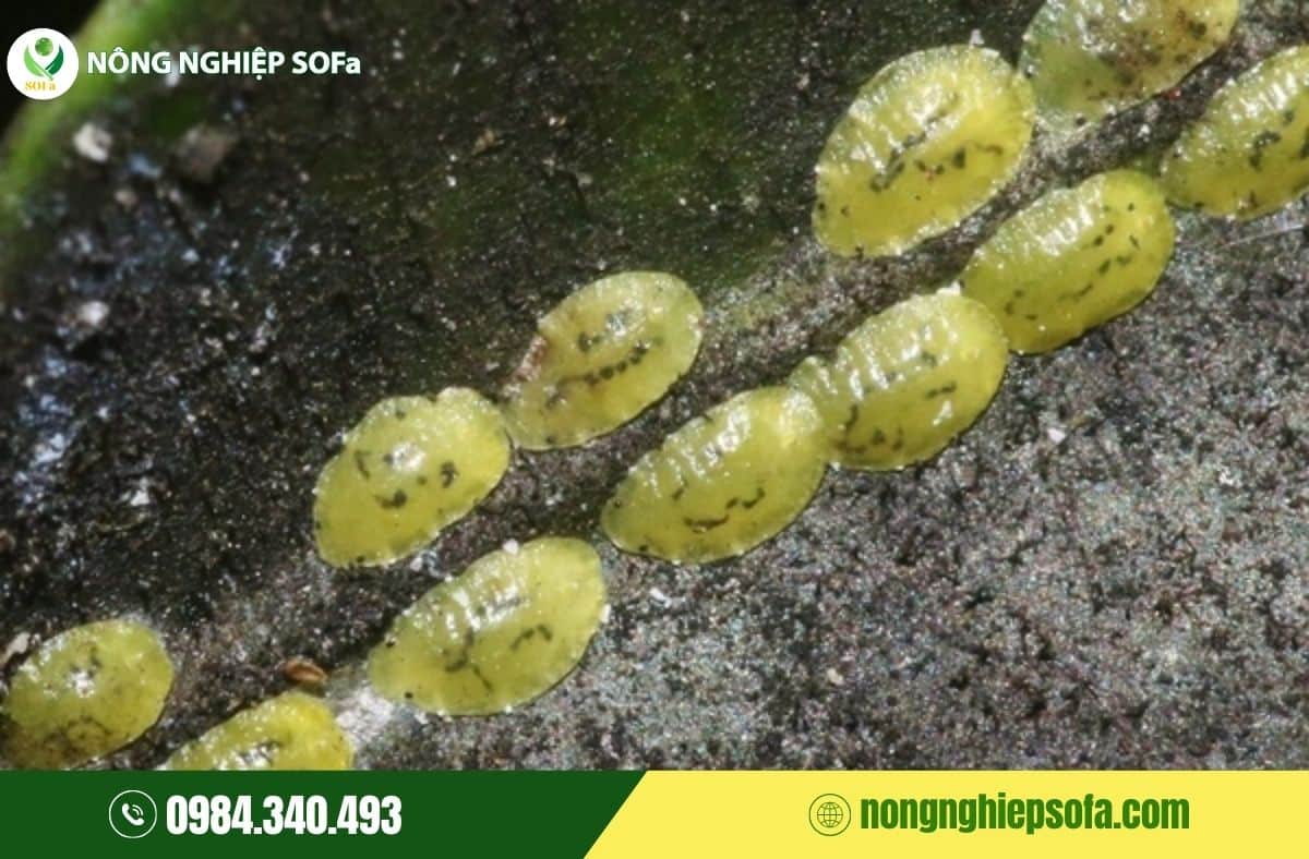 Rệp vảy hại cà phê