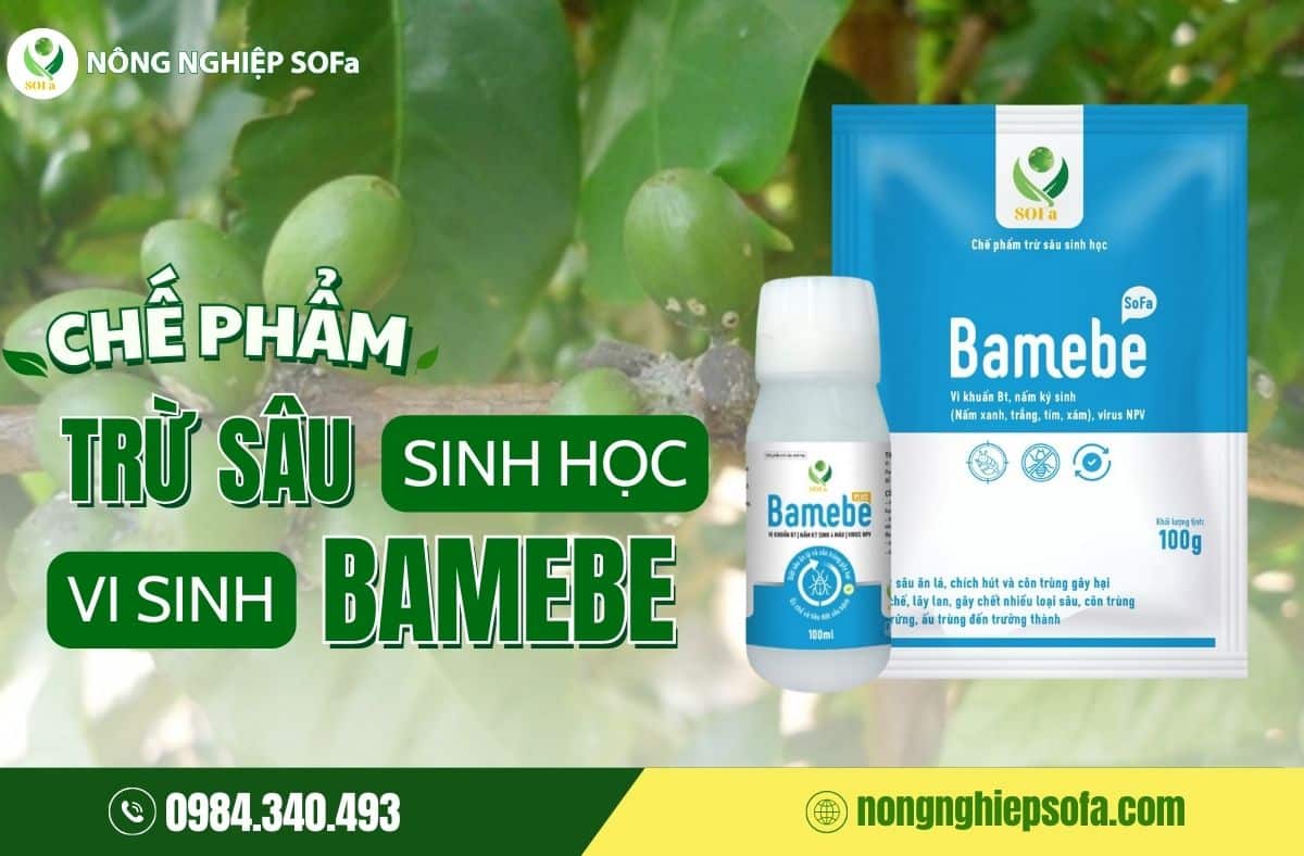 Rệp vảy hại cà phê