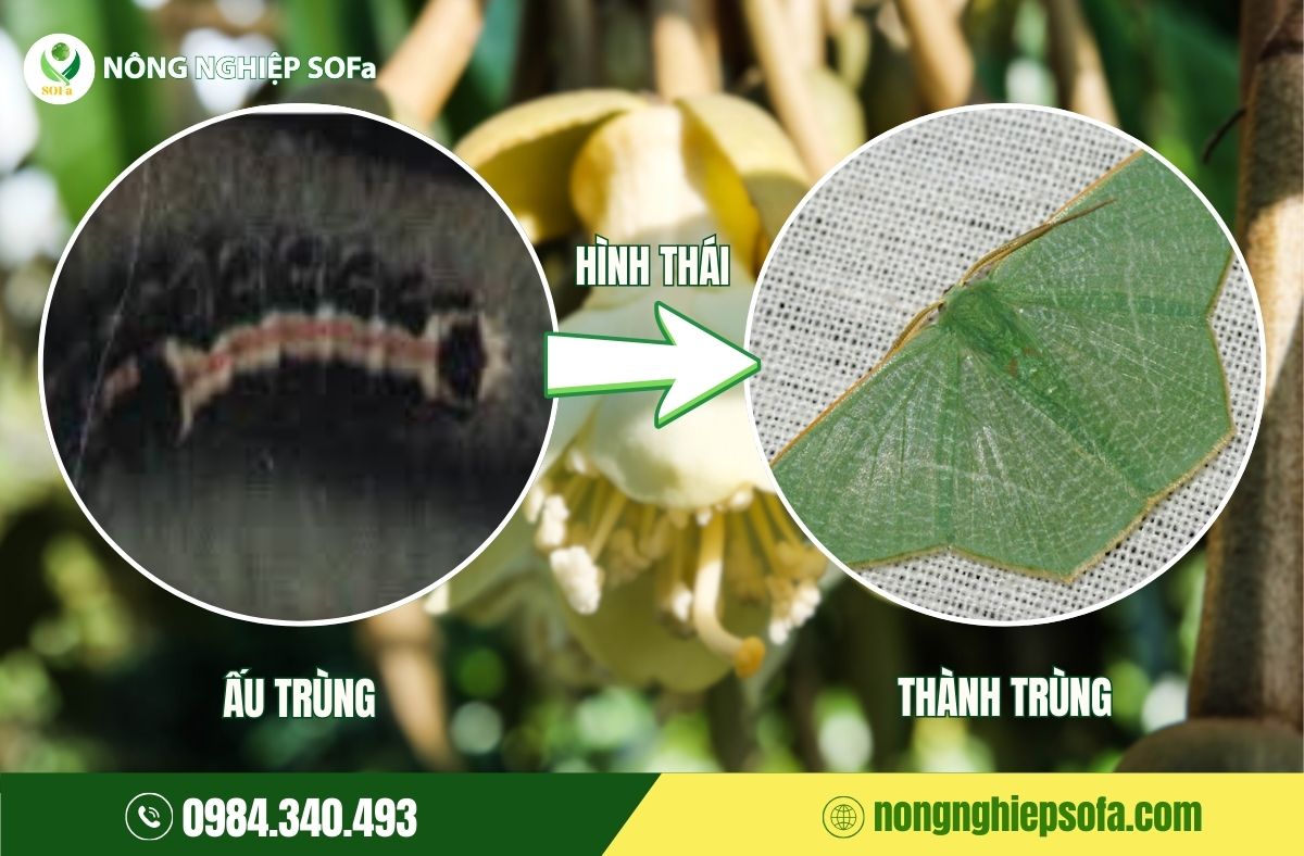 Sâu ăn bông sầu riêng là gì? Tác hại và biện pháp phòng ngừa 1 sâu ăn bông sầu riêng