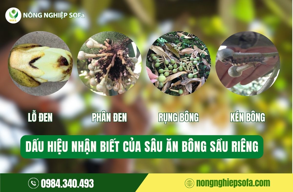 Sâu ăn bông sầu riêng là gì? Tác hại và biện pháp phòng ngừa 2 sâu ăn bông sầu riêng