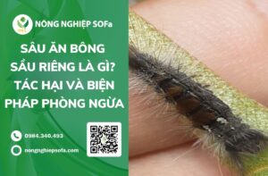sâu ăn bông sầu riêng