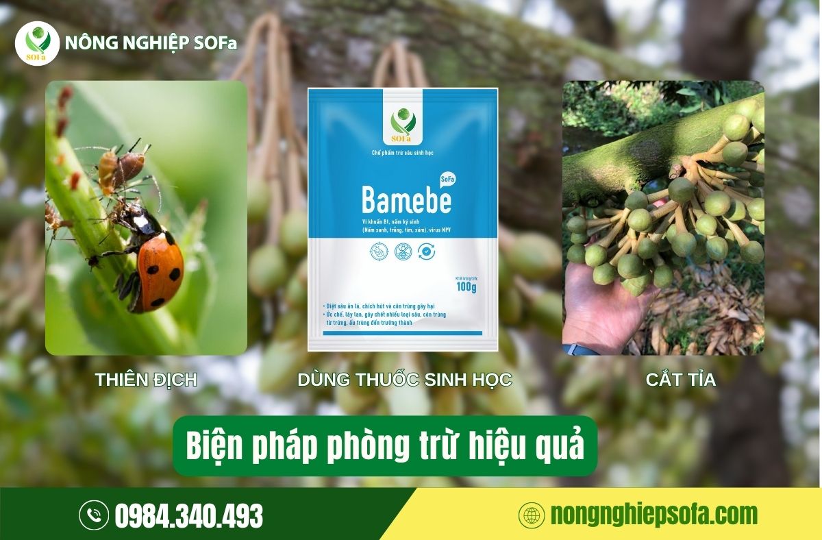 Sâu ăn bông sầu riêng là gì? Tác hại và biện pháp phòng ngừa 3 sâu ăn bông sầu riêng