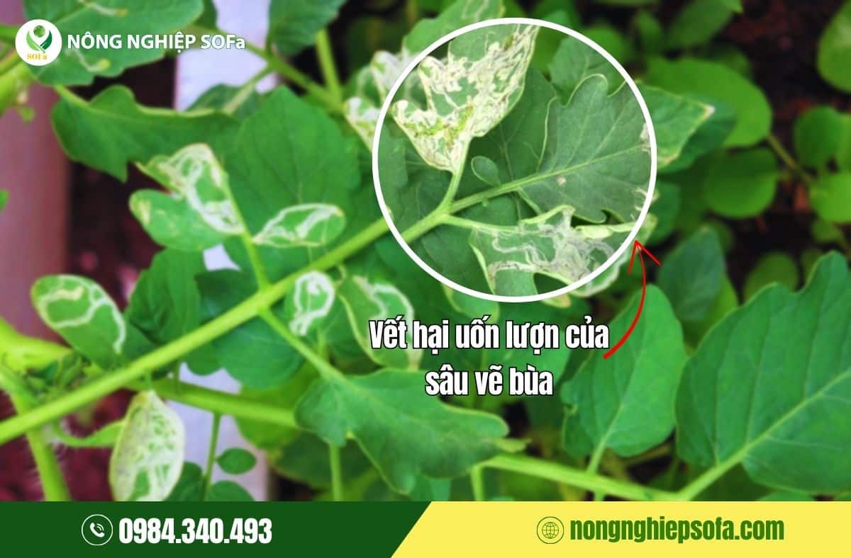 sâu vẽ bùa hại cây